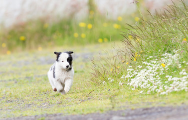 Naklejka na ściany i meble Small Border Collie puppy on a farm