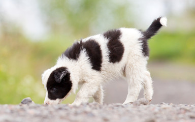 Border Collie puppy on a farm