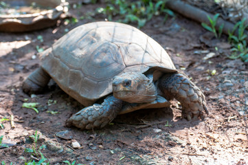Brown Asian turtles in captivity at a zoo in Thailand.