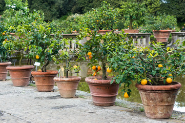 Fototapeta na wymiar Flowerpots with oranges