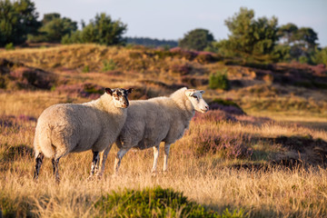 sheep on sunny hills