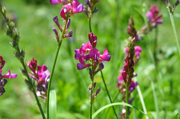 Fototapeta premium Bright pink wild flowers on a green background