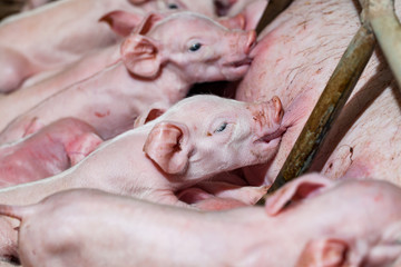 Newborn piglets are trying to suckle from its mother pig. Scramb