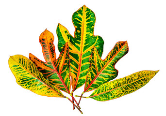 Colorful 'Garden Croton' leaves closeup with isolated background