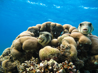 Starry puffer .Arothron stellatus fish. Red Sea. Egypt