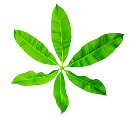 Green leaves closeup on isolated background