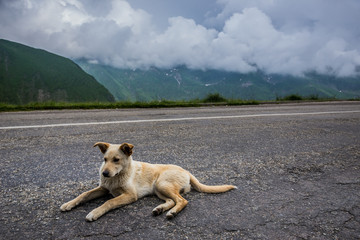 Dog on Transfagarasan Road in southern section of Carpathian Mountains in Romania