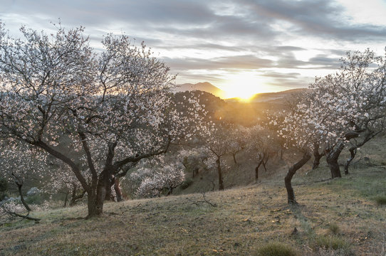 Amanecer en un campo de almendros en flor