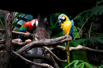 Blue-and-yellow macaw (Ara ararauna), Macaw parrot