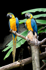 Blue-and-yellow macaw (Ara ararauna), Macaw parrot