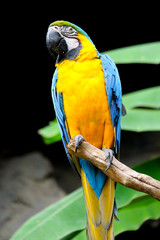 Blue-and-yellow macaw (Ara ararauna), Macaw parrot
