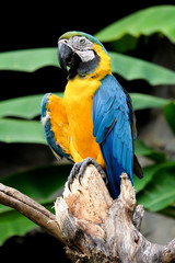 Blue-and-yellow macaw (Ara ararauna), Macaw parrot