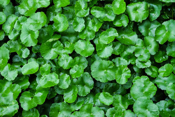 Beautiful lush green leaves of lotus after rain - Soft Socus