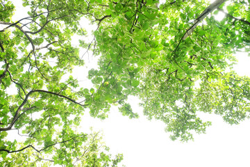 branch of tree nature green leaves texture background. Under the tree view with sunlight and green leaves