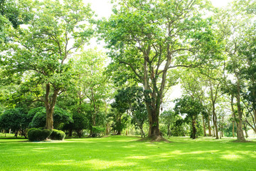 Fototapeta na wymiar Lush green trees in park and sunlight after rain