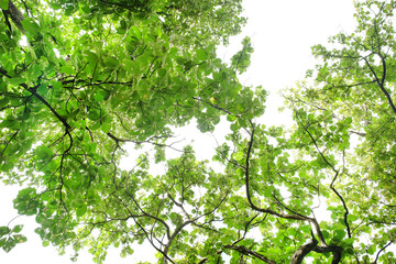 branch of tree nature green leaves texture background. Under the tree view with sunlight and green leaves