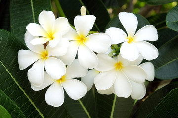 White Frangipani Flower - Soft focus