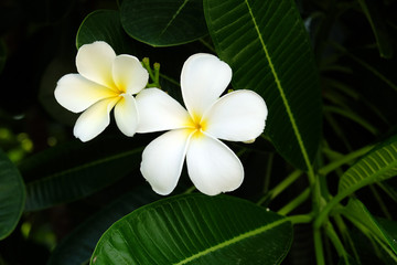 Obraz na płótnie Canvas White Frangipani Flower - Soft focus