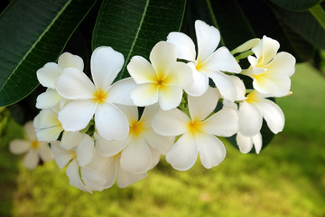 Fototapeta na wymiar White Frangipani Flower - Soft focus
