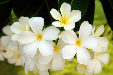 Naklejka premium White Frangipani Flower - Soft focus