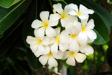 White Frangipani Flower - Soft focus