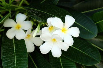 White Frangipani Flower - Soft focus