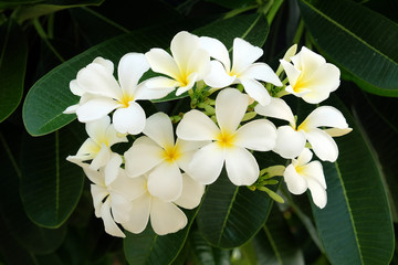Obraz na płótnie Canvas White Frangipani Flower - Soft focus