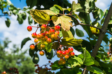 viburnum berries