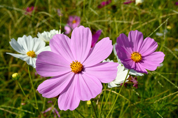 Obraz premium Pink Cosmos flower background