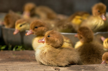 Musk duck ducklings