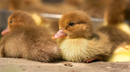Musk duck ducklings