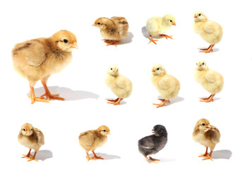 Chick isolated on white background with shadow