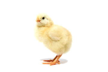 Chick isolated on white background with shadow