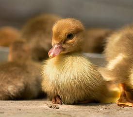 Musk duck ducklings