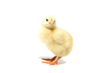 Chick isolated on white background with shadow