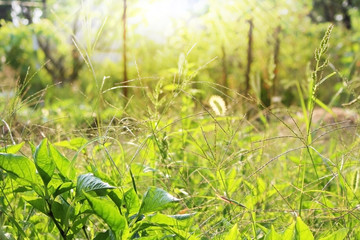 Fototapeta na wymiar Fresh green grass. Abstract foliage background in soft focus.