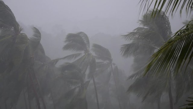 Bad Weather and Low Season on Tropical Island. Palm Trees in Rain