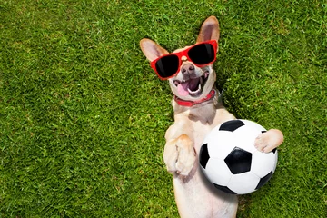 Acrylic prints Crazy dog dog plays with soccer ball
