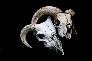 Horned Ram Sheep Skull Head On Black Background