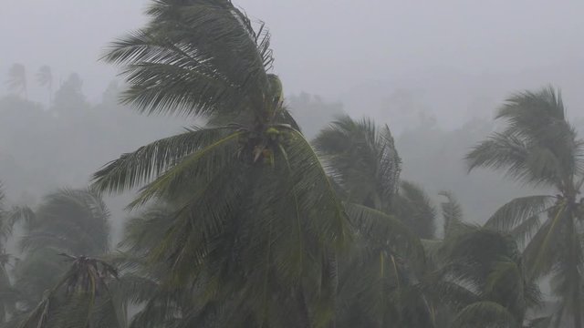 Tropical Monsoon Rain Over Palm Trees in Jungle. Bad Weather