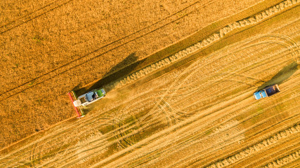 Harvester machine working in field . Combine harvester agriculture machine harvesting golden ripe...