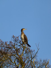 Lone cormorant sitting on a treetop near the River Thames, England