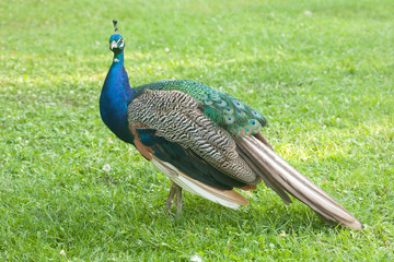 Obraz premium Male peacock in a farm yard