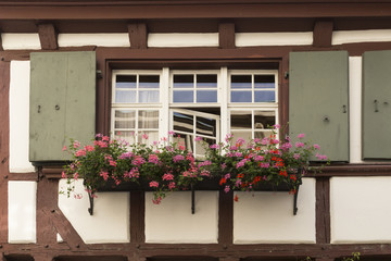 Ein Fenster mit rosaroten Geranien und grünen Fensterläden in einem alten Fachwerkhaus mit roten Holzbalken.
