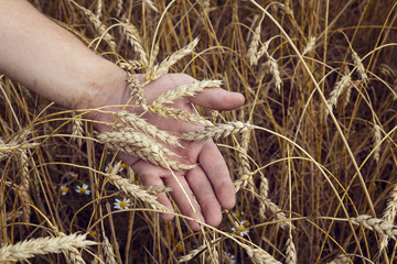 Fototapeta na wymiar Wheat ears in the hand.