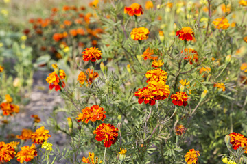 blooming marigold flowers field closeup
