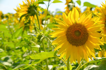 Sunflower on a background of leaves of sunflowers