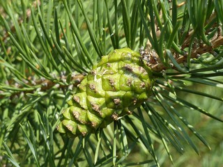 Зелёная еловая шишка