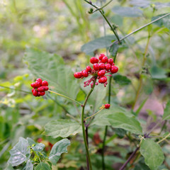 Korean wild root ginseng with berries. A close up of the most famous medicinal plant ginseng (Panax ginseng).