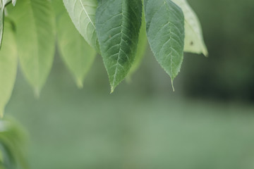 Green smooth leaves on a green blurred background